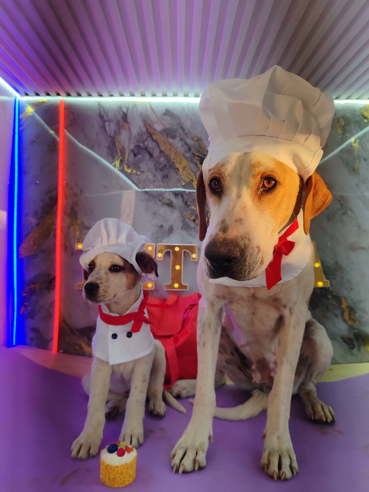Two dogs groomed during the same home visit