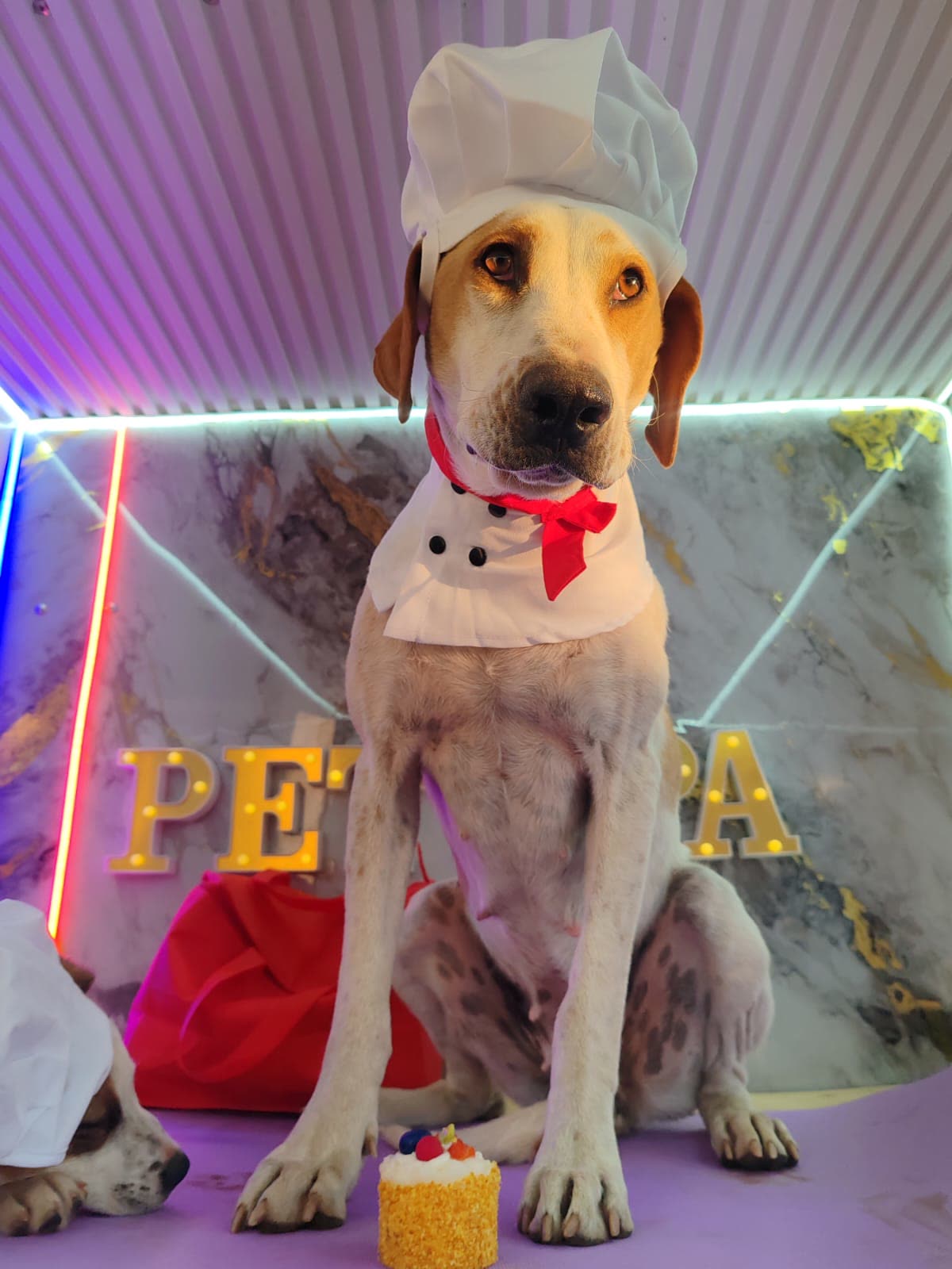 A freshly groomed dog on the grooming table inside the Maison De Paws van