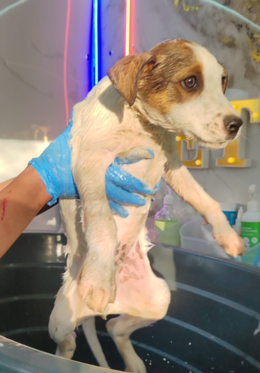 A freshly washed puppy lifted carefully out of the bath in the mobile pet spa