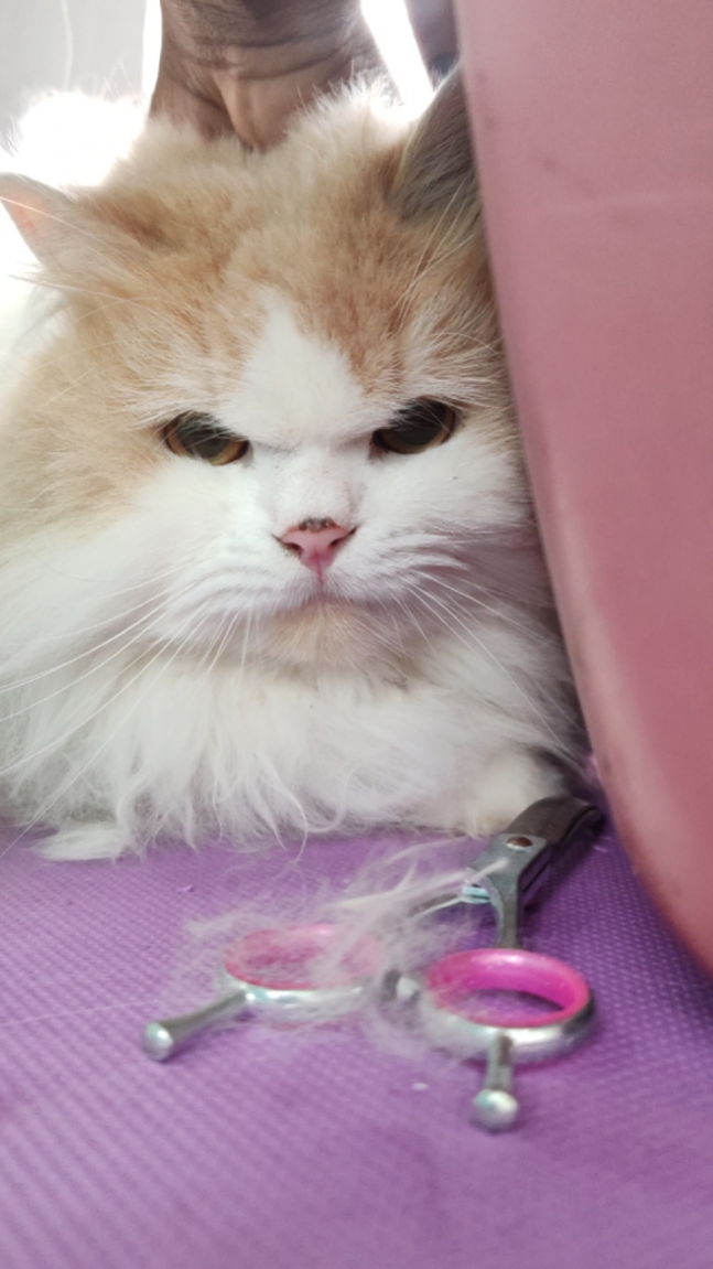 A calm long-haired cat resting on the grooming table inside the Maison De Paws mobile pet spa