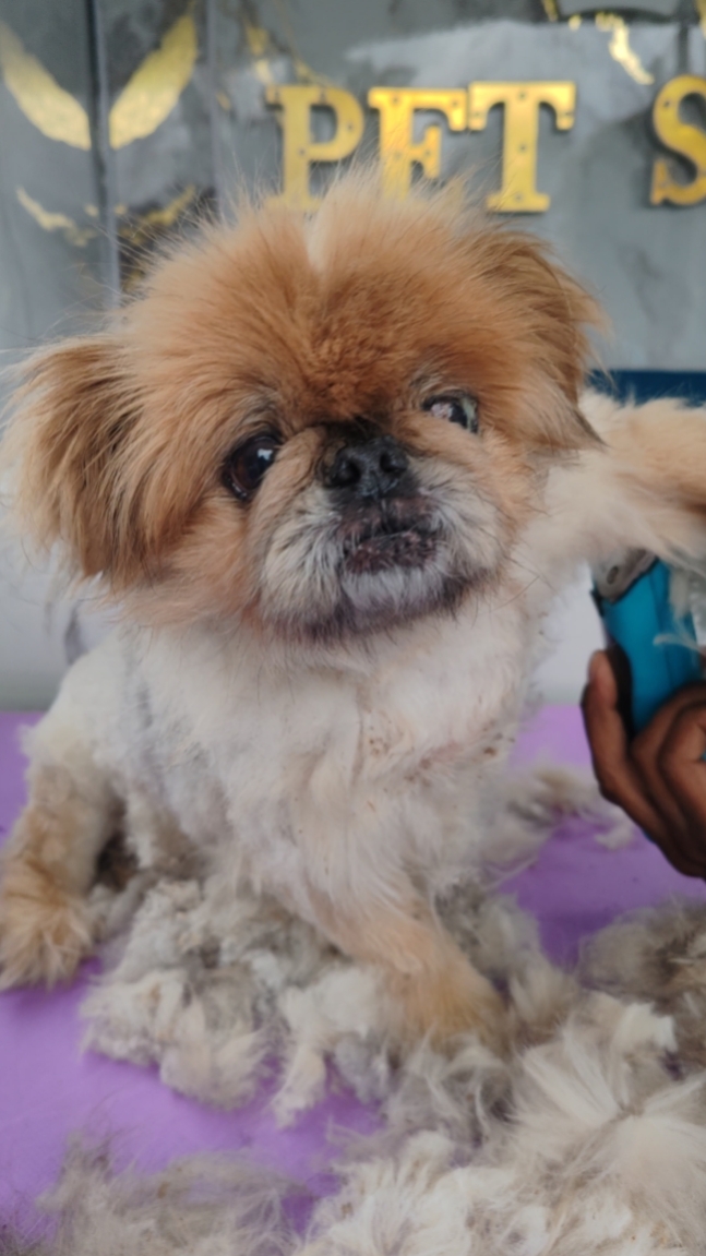A small fluffy dog being groomed inside the Maison De Paws mobile pet spa, with PET SPA signage in the background