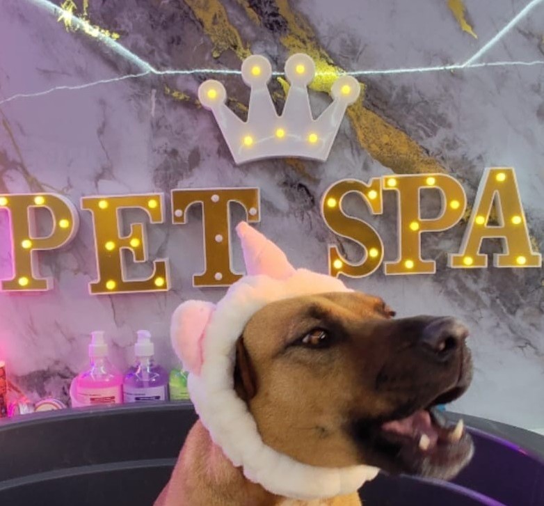 A relaxed brown dog wearing a pink and white unicorn snood in the bath, under the illuminated PET SPA sign and crown